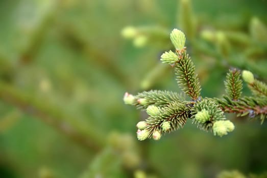 young green fir branch at spring over green blur background
