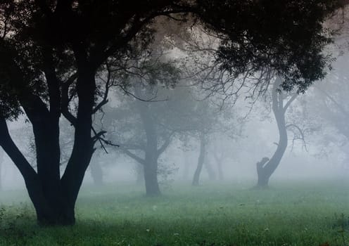 Early morning sunrise with mist on the field