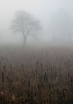 Polish landscape in November