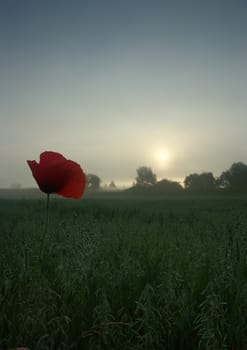 Polish landscape in November