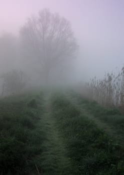 Early morning sunrise with mist on the field