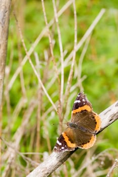 A butterfly posing on a dried tree-branch.