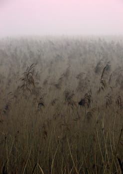 Early morning sunrise with mist on the field