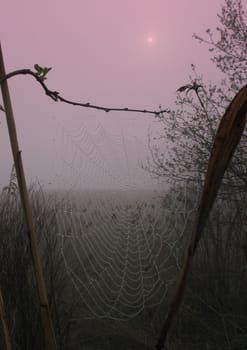 Early morning sunrise with mist on the field