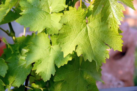 young green vine leaves outdoor at spring background