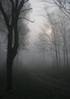 Early morning sunrise with mist on the field