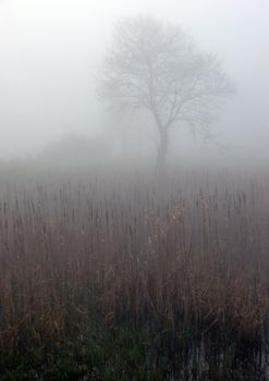 Early morning sunrise with mist on the field