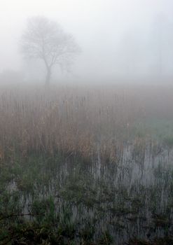 Early morning sunrise with mist on the field