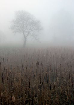 Early morning sunrise with mist on the field