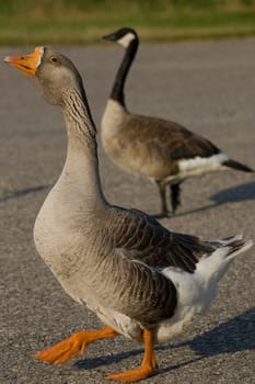 A closeup of a farm goose with a Canada Goose in the background.