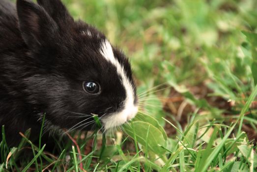 small black rabbit at grass outdoor eating a leaf