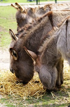 Four donkeys in a row; eating straw.