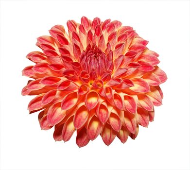 Red Dahlia isolated with clipping path      