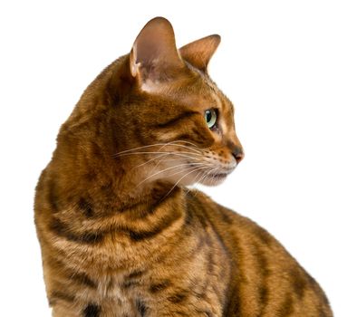 Young bengal cat or kitten looking sideways in a proud profile showing its wild history