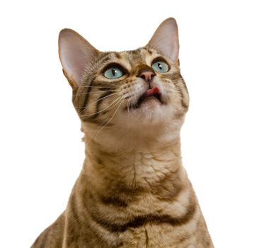 Young bengal cat or kitten looking upwards towards some food with tongue licking its lips in anticipation of a treat