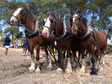 Six Horse Team waiting to continue ploughing      