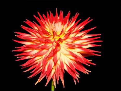 Cactus Dahlia isolated with clipping path          