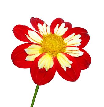Single Dahlia isolated with clipping path       