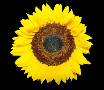 Large Sunflower isolated with clipping path       