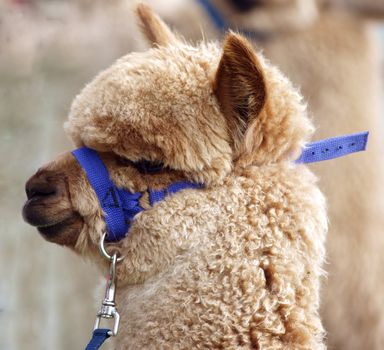 Alpaca with Blue Halter andLlead      