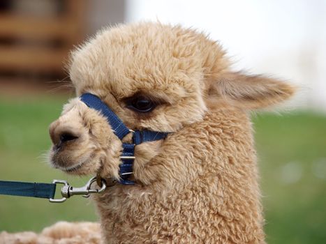 Head shot of a llama  with a blue halter     