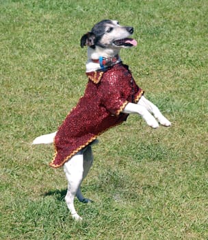 Fancy dressed terrier dancing      