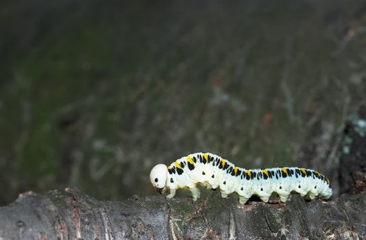 Close-up of a caterpillar crawling across tree bark.
