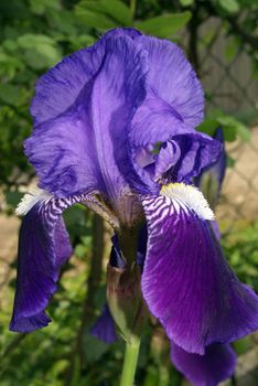 Closeup shot of a beautiful purple iris.