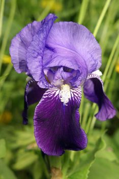 Closeup shot of a beautiful purple iris.