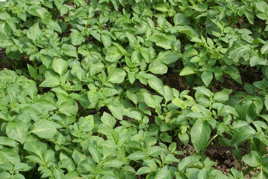 Green potato plants growing on a field.