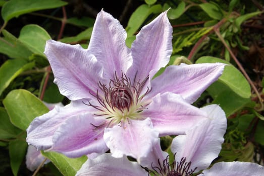 Closeup shot of a beautiful pink and white clematis flower.