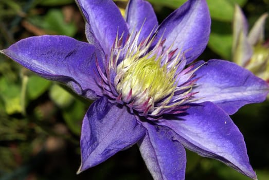 Closeup shot of a beautiful purple clematis flower.