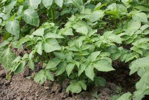 Green potato plants growing on a field.