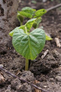 Closeup shot of a green bean plants growing on a field.