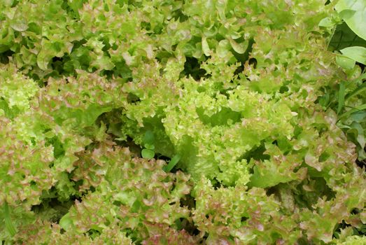 A closeup shot of healthy green lettuce.