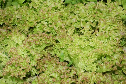 A closeup shot of healthy green lettuce.