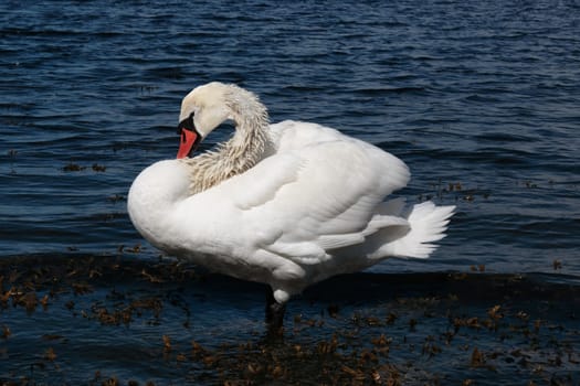 a lone white beautiful swan in the water