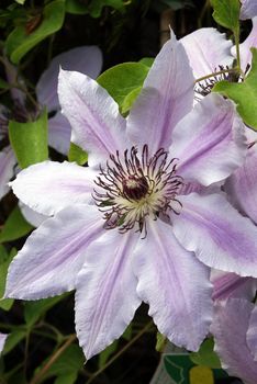 Closeup shot of a beautiful pink and white clematis flower.