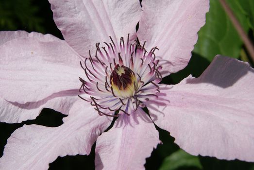 Closeup shot of a beautiful pink and white clematis flower.