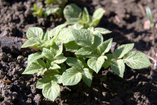 Green potato plants growing on a field.