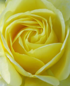 Closeup shot of a tender yellow rose in soft light.