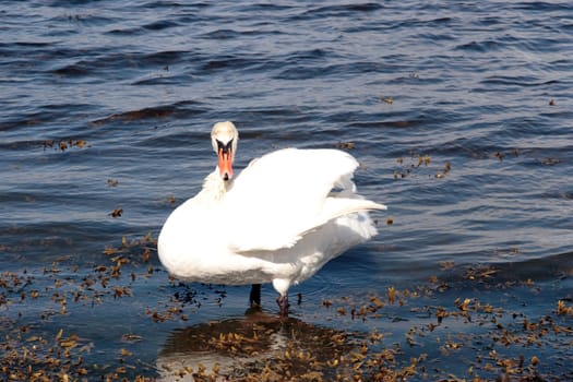 a lone white beautiful swan in the water