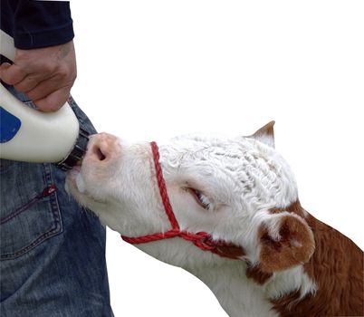 Hereford Calf isolated with clipping path    