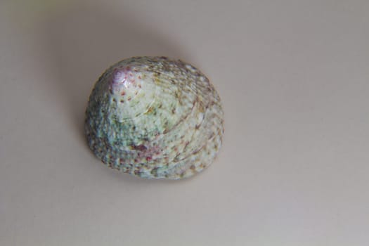 A lovely old seashell stained with many ink like colours