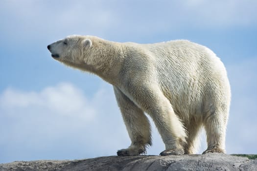 Polar bear walking on rocks on sunny morning with blue sky and clouds background