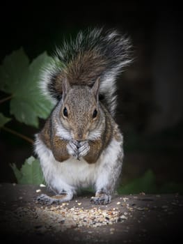 Semi tame woodland grey squirrel enjoying a good feed