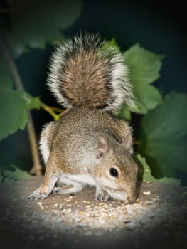 Semi tame grey squirrel emerging from woodland to enjoy seed put out by park rangers