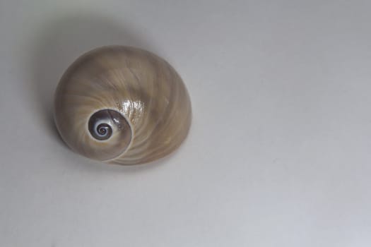 A lovely shiny spiral seashell still life