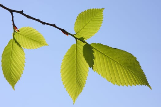 Green sheet against the dark blue sky