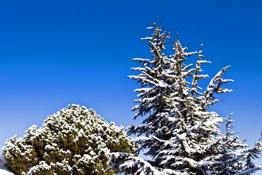 Winter trees covered with snow on a deep blue sky in winter season